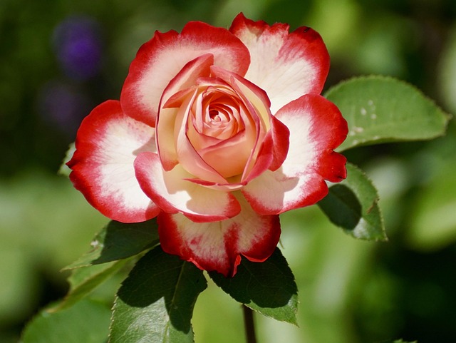 rose with pruning mistakes