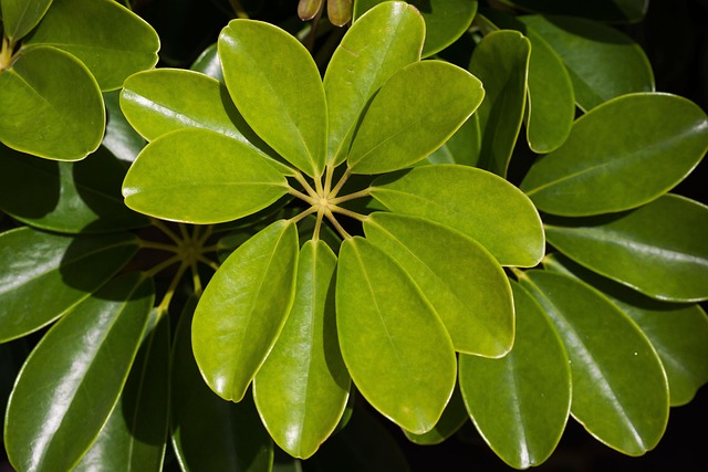 schefflera arboricola
