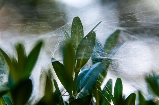 spider plant with root surgery