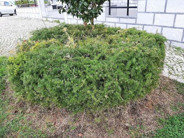 Sprenger'S Asparagus Fern