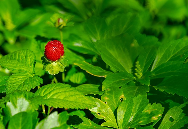 strawberry with aphids