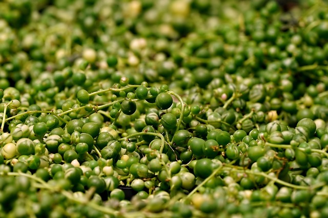 string of pearls with shriveling