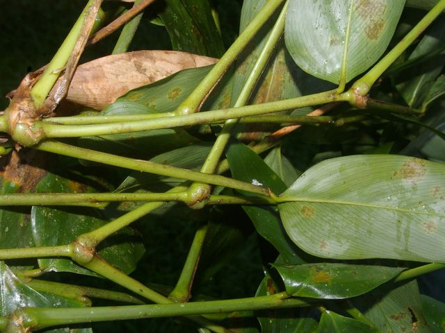 Stromanthe
