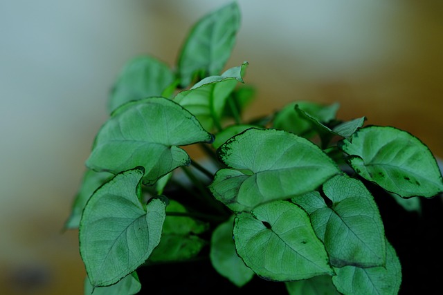 syngonium