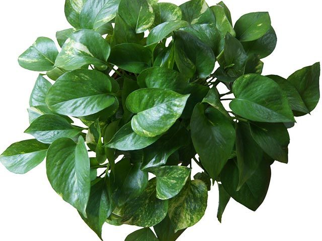 Variegated Philodendron