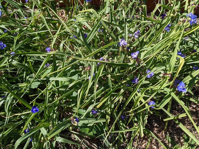 White Spiderwort