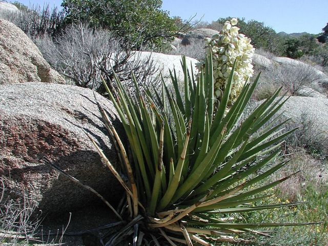 Yucca