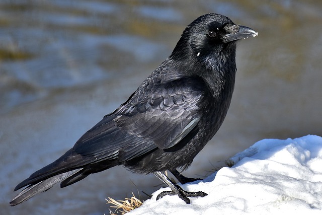 Zz Plant Raven