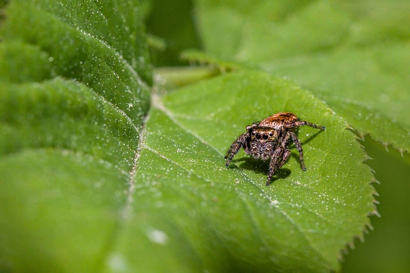 Diatomaceous Earth for Pest Control category header image