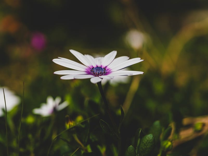 Perlite for Soil Aeration category header image