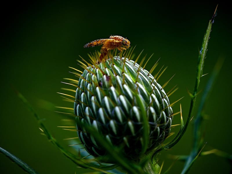 Isopropyl Alcohol for Pests category header image