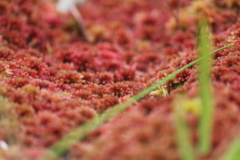 Long-Fiber Sphagnum Moss category header image