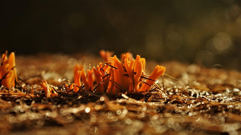 Yellow Sticky Gnat Traps category header image